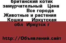 британский котик замурчательный › Цена ­ 12 000 - Все города Животные и растения » Кошки   . Иркутская обл.,Иркутск г.